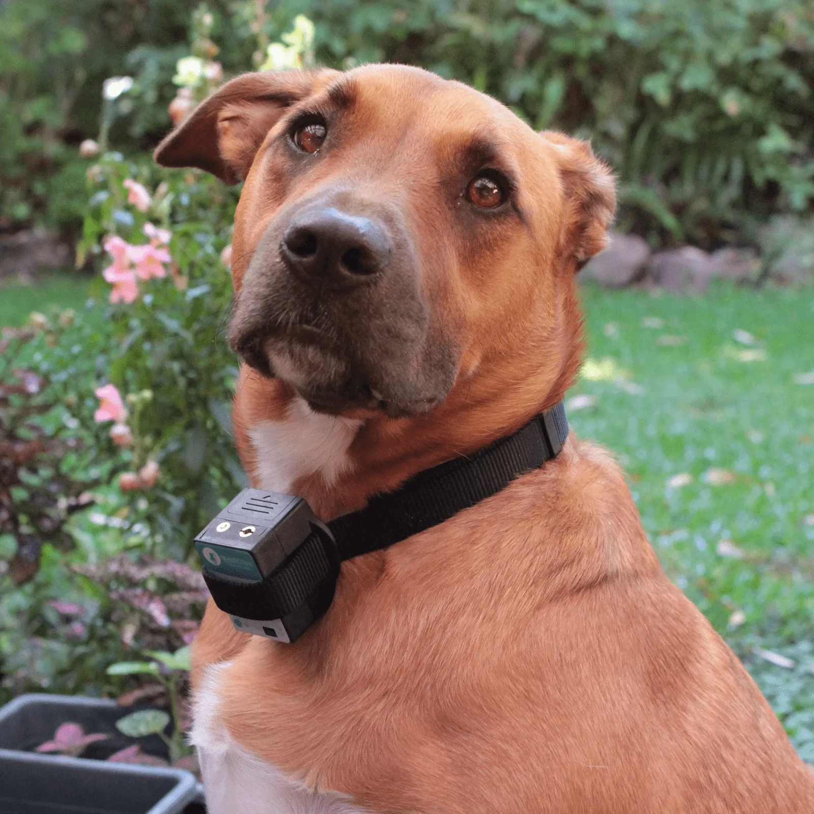 Barktec BT-100 Bark Control Kit- Citronella Spray Collar With Refill