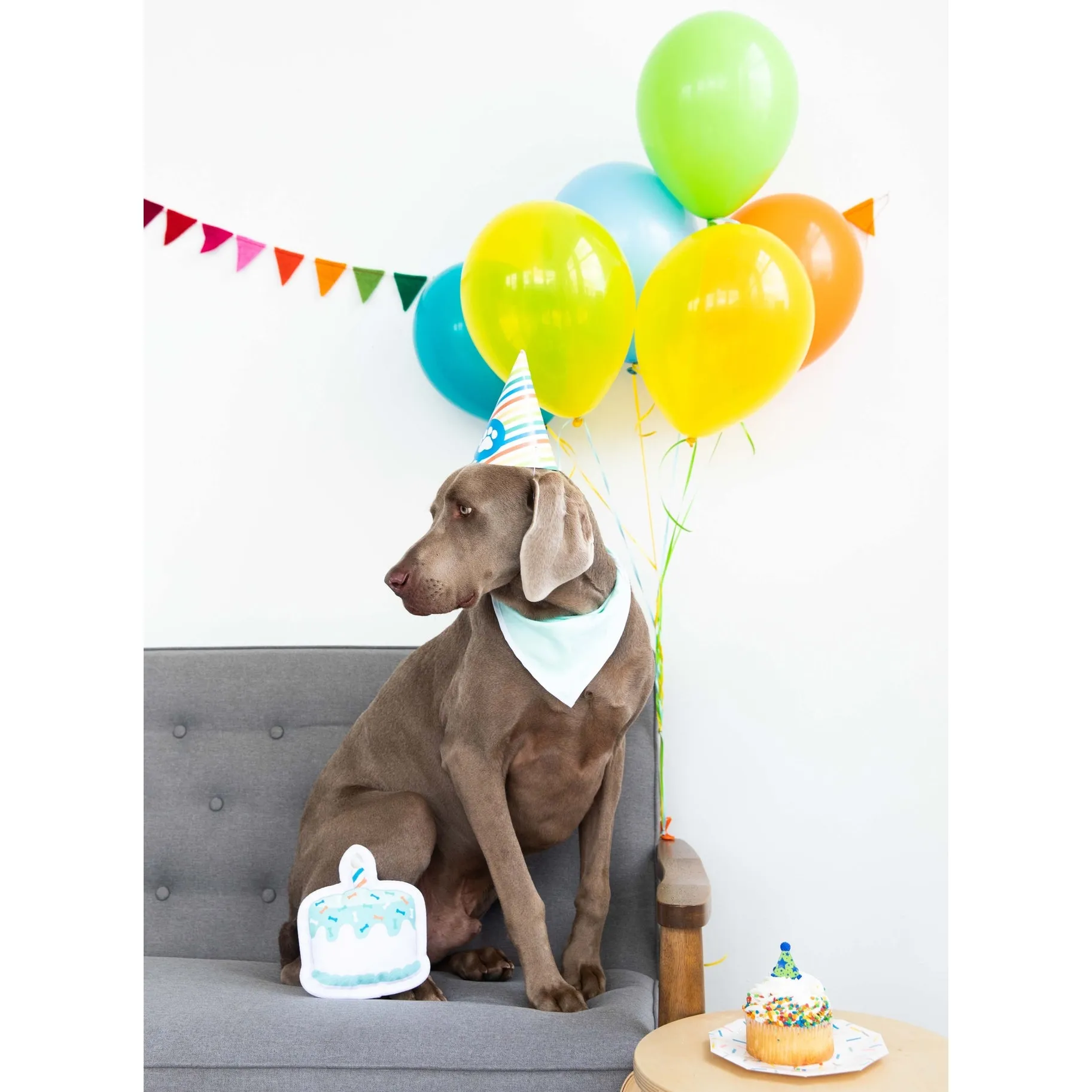 Birthday Pawty Dog Kit
