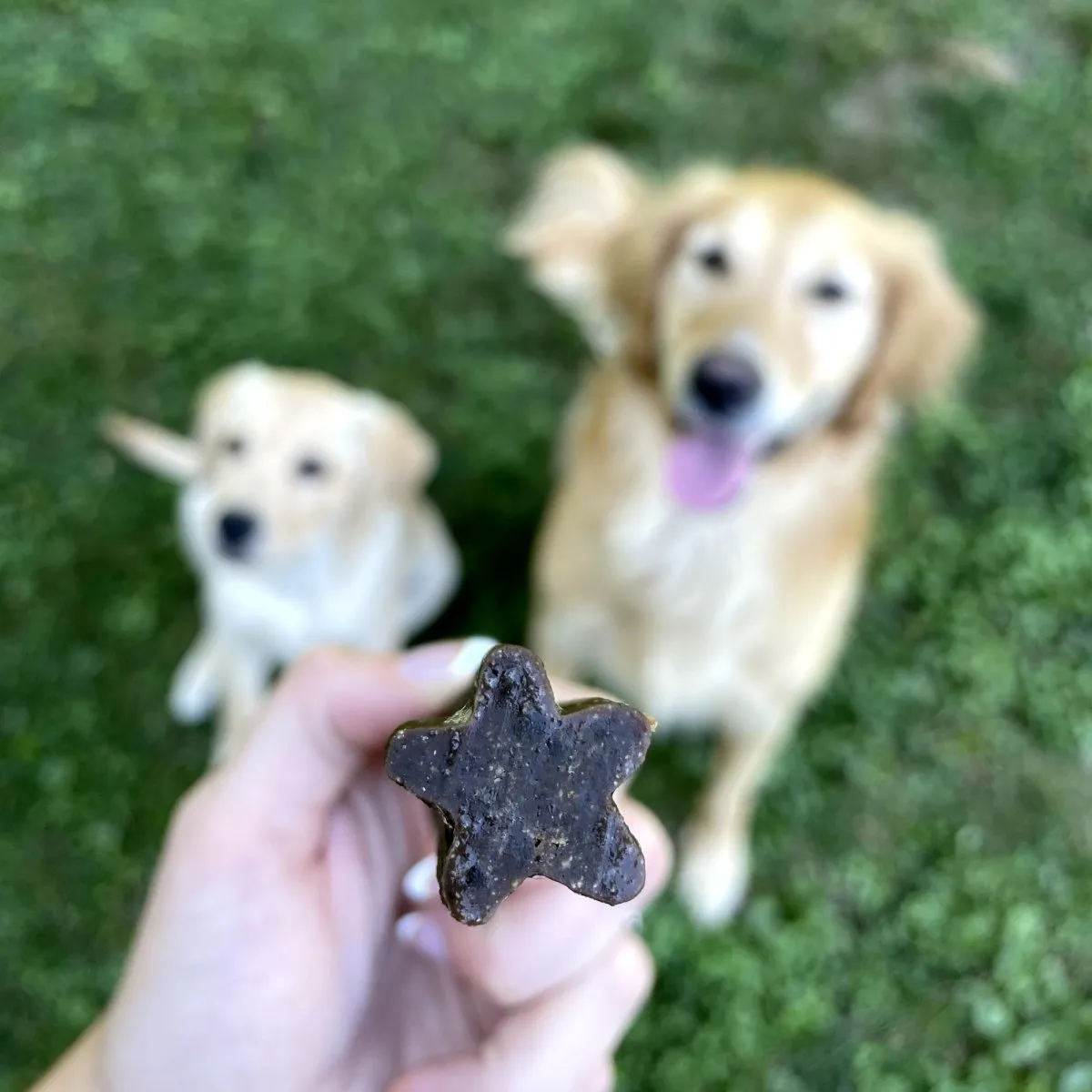 Doggie Dental Chew
