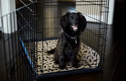 Eco-Friendly Reusable Dog Pee Pads
