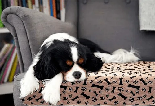 Eco-Friendly Reusable Dog Pee Pads