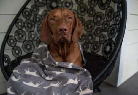 Grey Premium Dog Blanket By Tall Tails