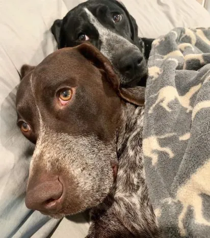 Grey Premium Dog Blanket By Tall Tails