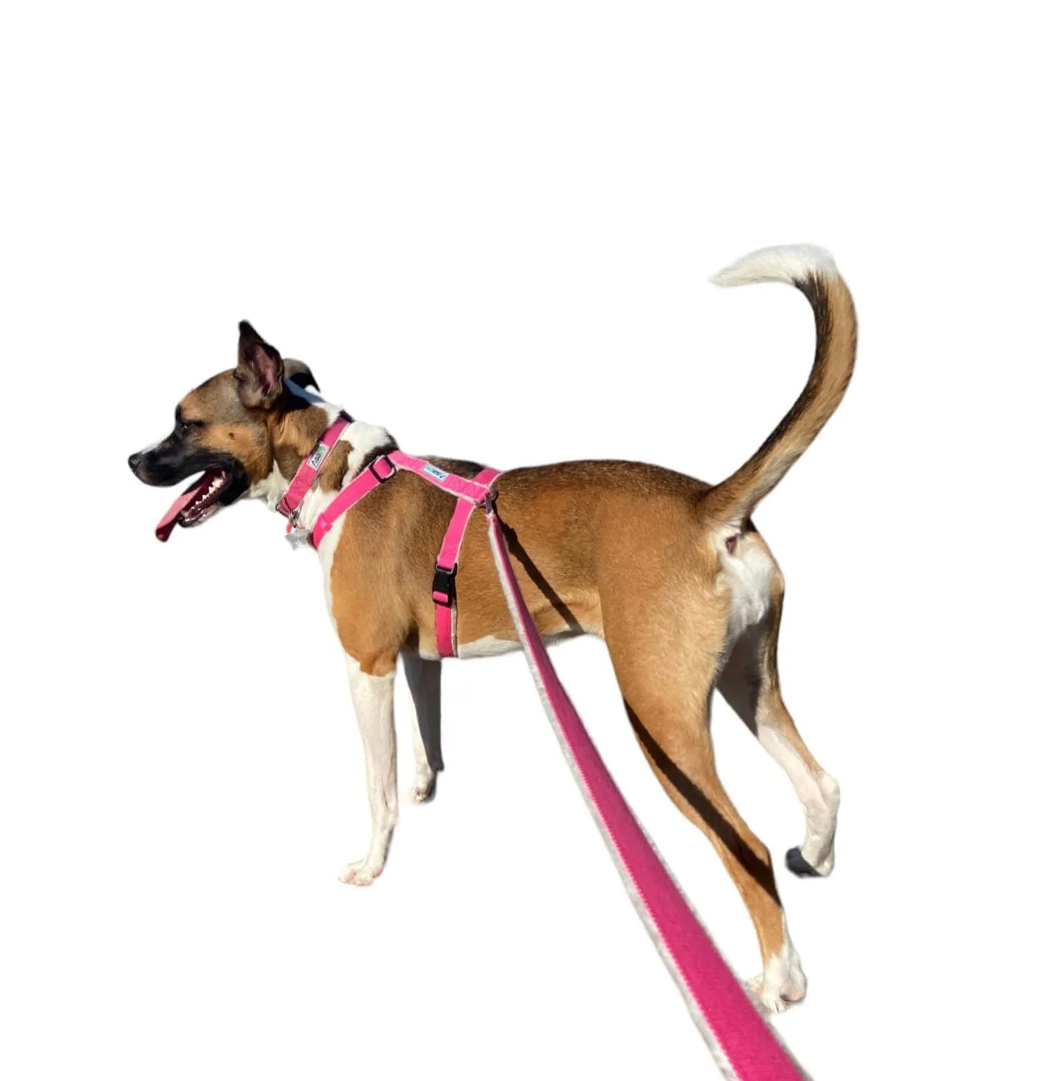 Hemp Dog Harness and Leash Set - Pink
