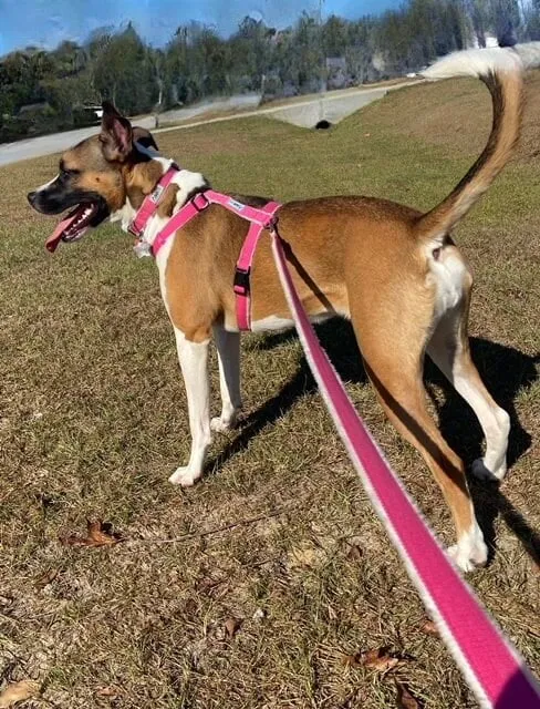 Hemp Dog Harness and Leash Set - Pink