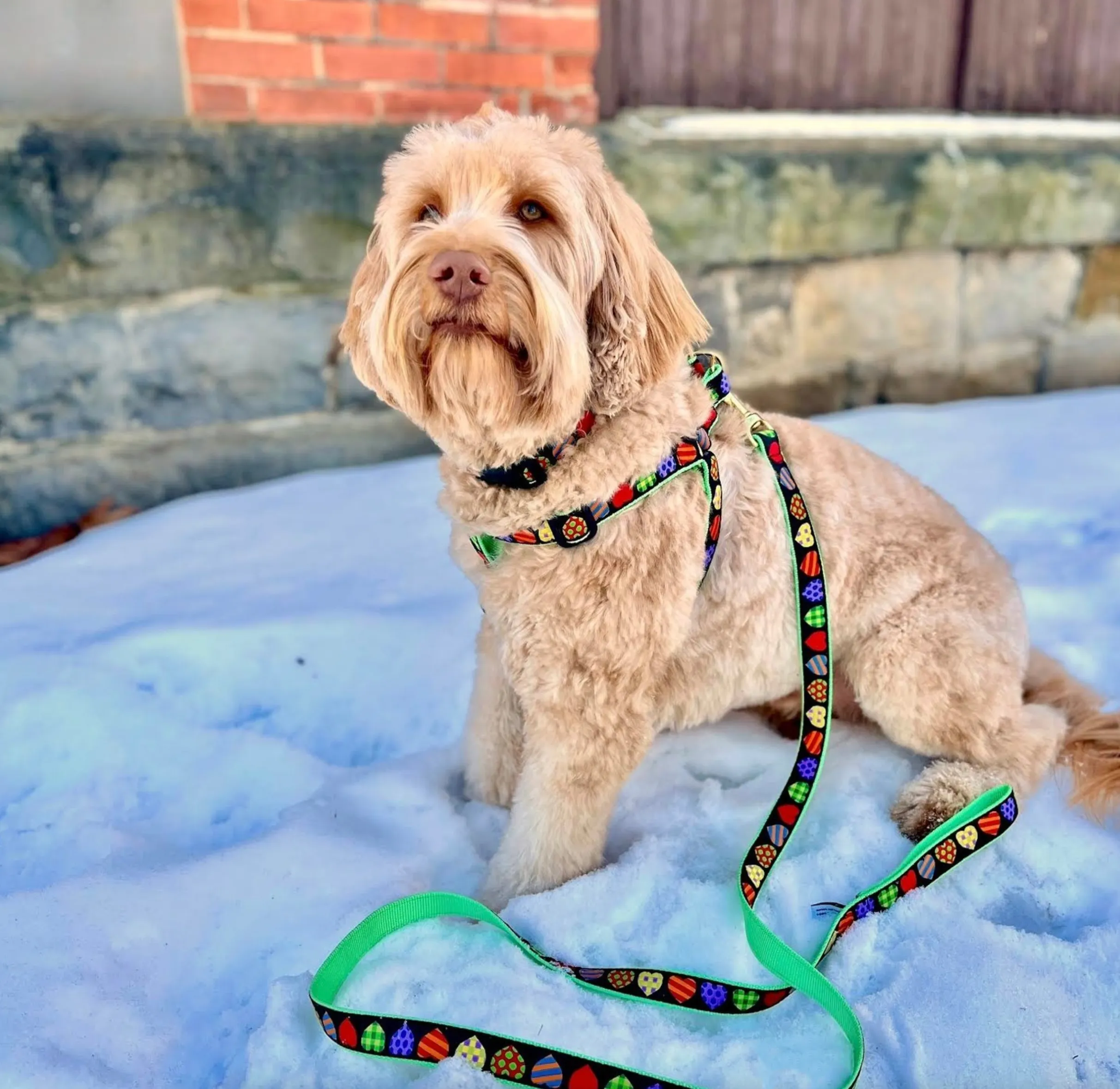 Leash | Colorful Hearts