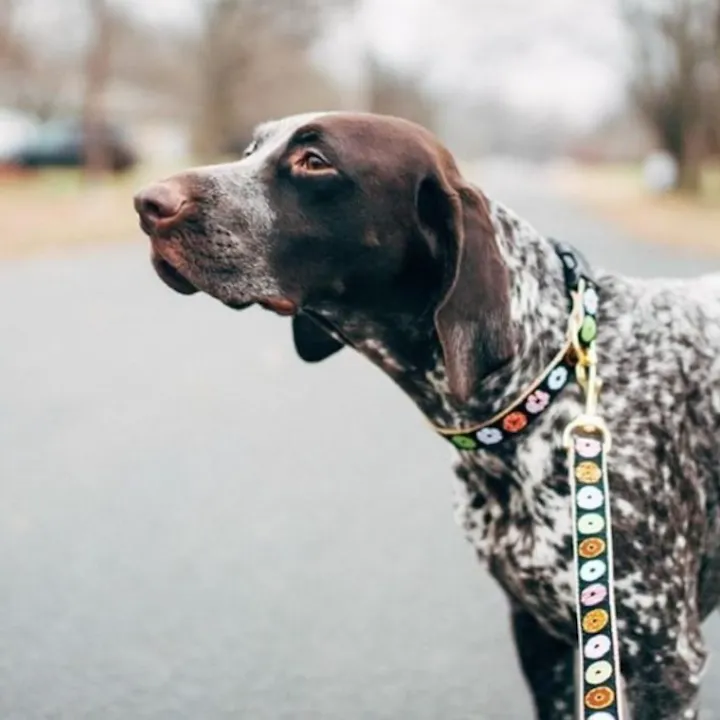 Leash | Donuts