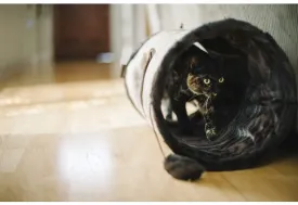 Purr & Pounce Cat Tunnel