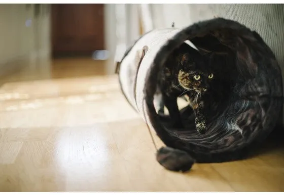 Purr & Pounce Cat Tunnel
