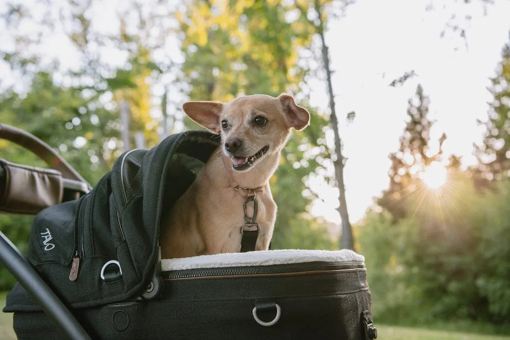 Tavo Pets Maeve Pet Car Seat - SMALL Flex
