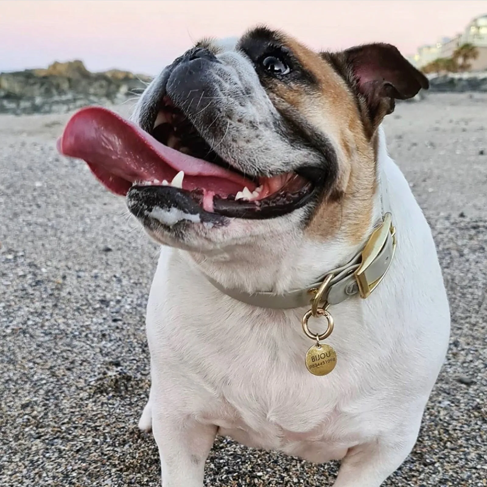 Valgray Splash Proof Adjustable Dog Collar, Bone & Gold, Large
